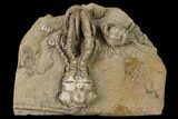 Fossil Crinoid (Jimbacrinus) - Gascoyne Junction, Australia #146165-1